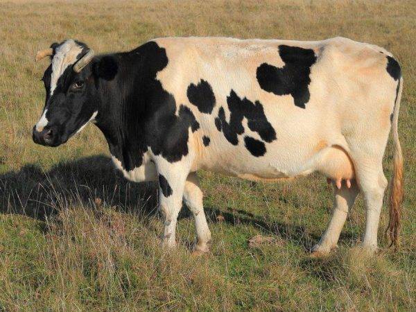 Атония рубца у коровы: лечение