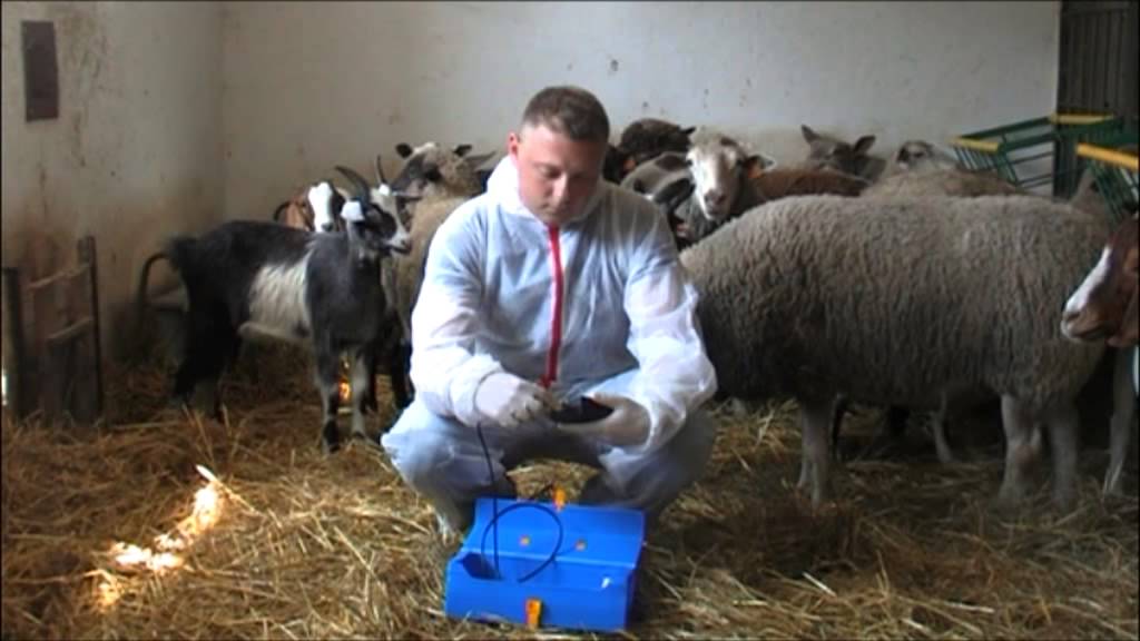 Овцы романовской породы: размножение и нюансы выведения