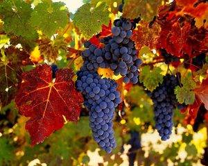 Когда и как пересаживать виноград