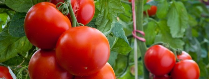 Урожайность, характеристика и описание сорта томата Самара