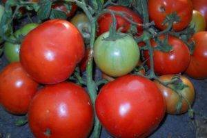 Сорт помидор «розовая жемчужина»: фото, отзывы, описание, характеристика, урожайность