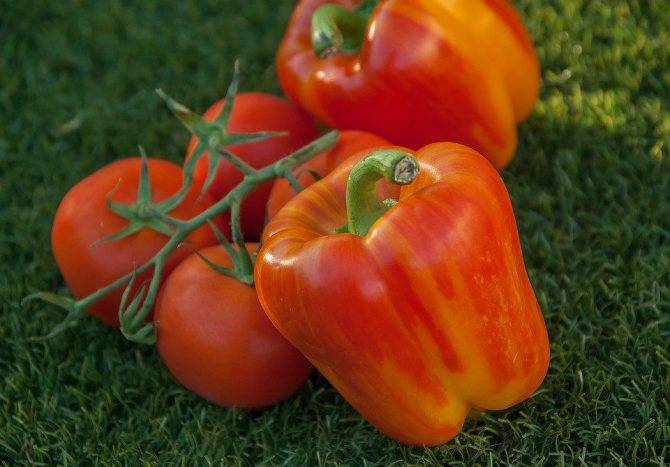 Чем полить рассаду помидор чтобы росли крепкими в домашних условиях