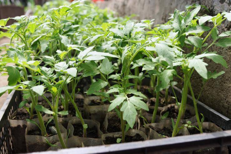 Как посадить и выращивать помидоры без пикировки рассады