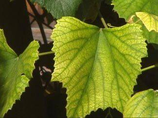 Признаки хлороза винограда и его виды, фото и способы лечения заболевания
