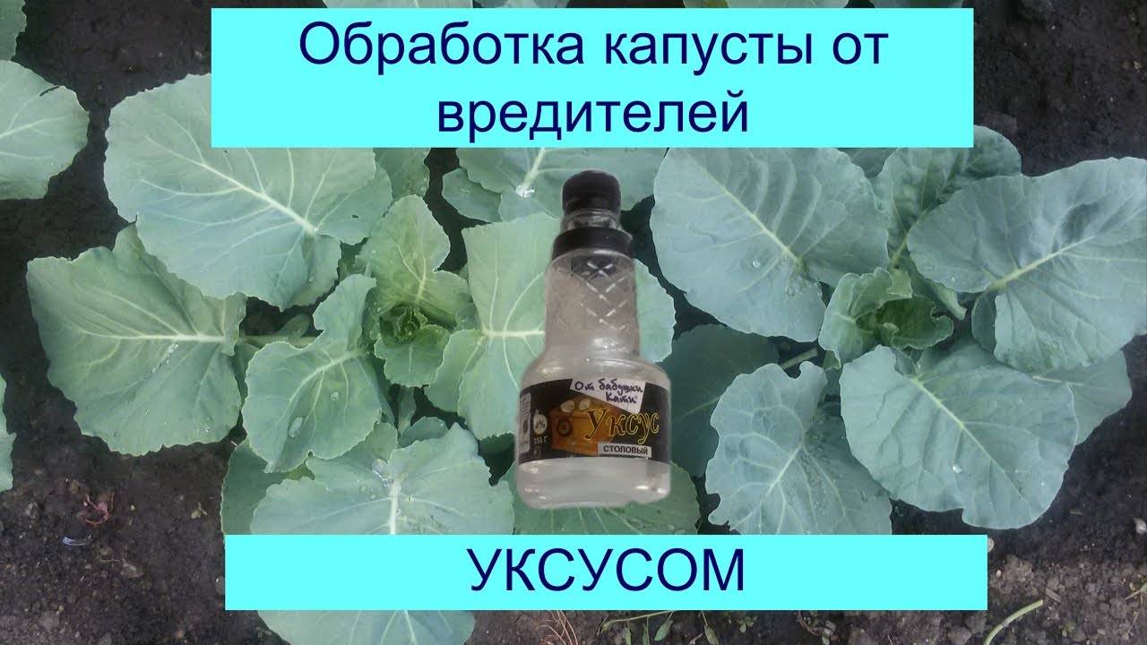 Как применять нашатырный спирт против колорадского жука на картошке