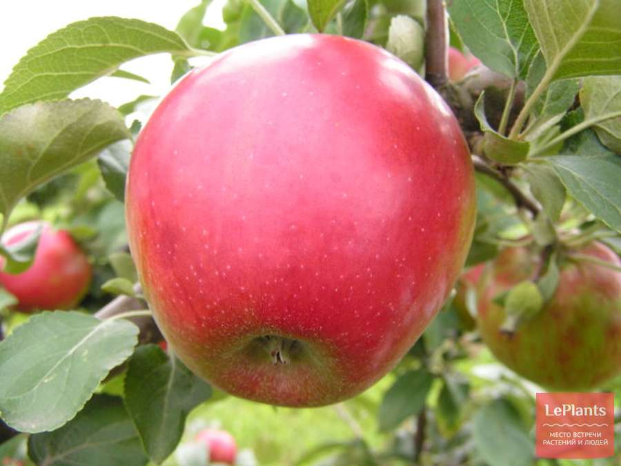 Сортовая яблоня чудное: фото и описание сорта