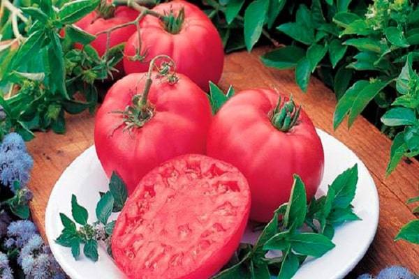 Сорт помидора «мечта огородника»: фото, видео, отзывы, описание, характеристика, урожайность