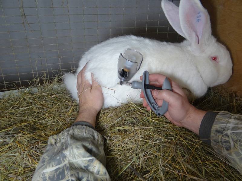 Ассоциированная вакцина для кроликов против миксоматоза и вгбк