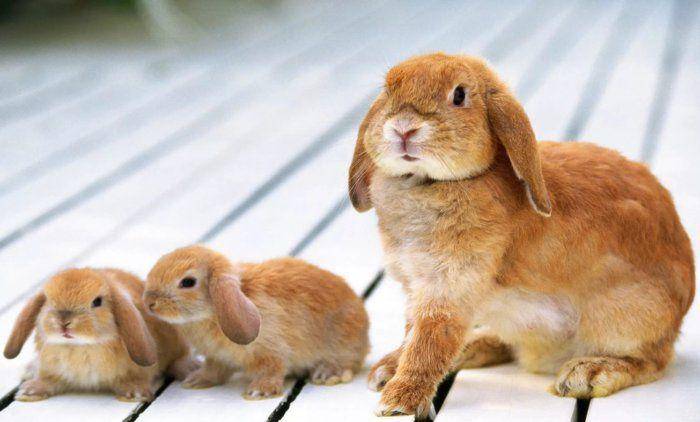 Развитие новорожденных кроликов по дням, как они выглядят и правила ухода