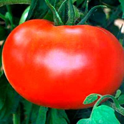 Малиновое чудо обеспечит богатый урожай томатов!