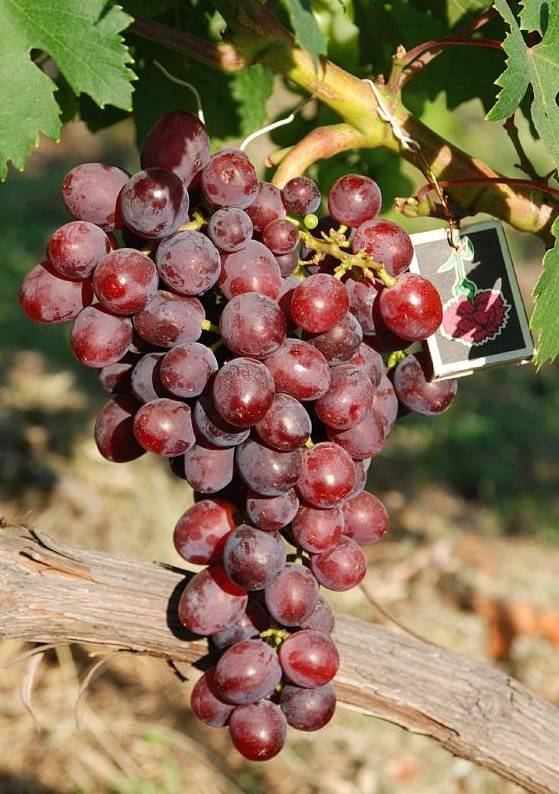 Виноград в средней полосе россии: лучшие сорта и советы по выращиванию