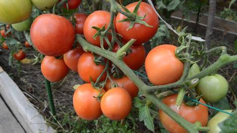 Описание сорта томата чудо алтая, особенности выращивания и ухода