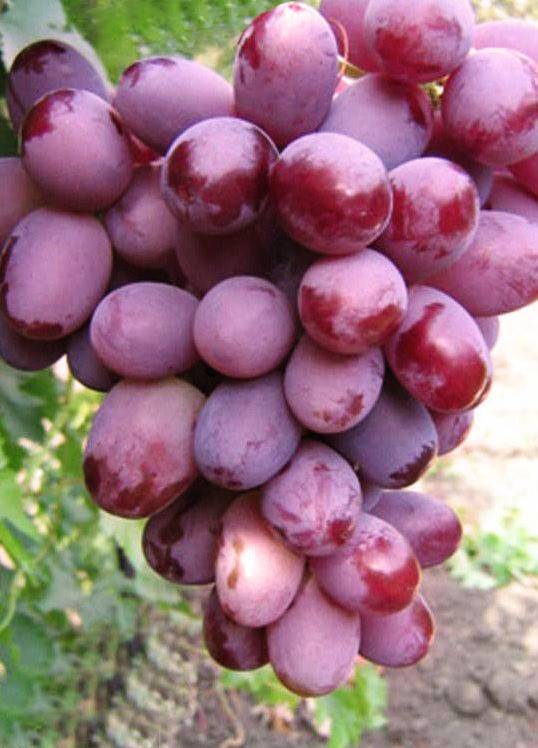 Описание с фото и видео сорта винограда «эверест»