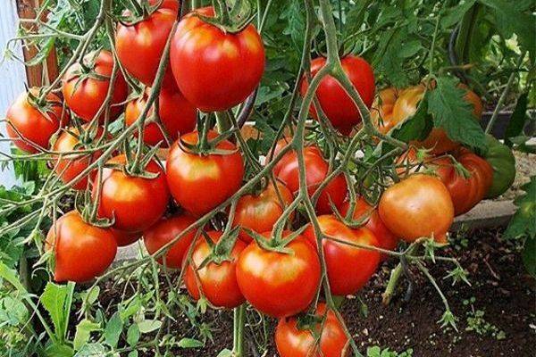 Особенности томата «юбилейный тарасенко»