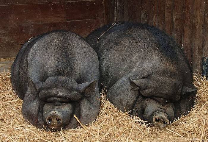 Жизнь свиней. сколько лет живут свиньи разных пород в природе и в домашних условиях