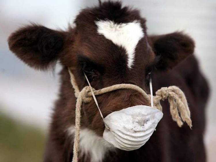Как лечат бруцеллез у коров?
