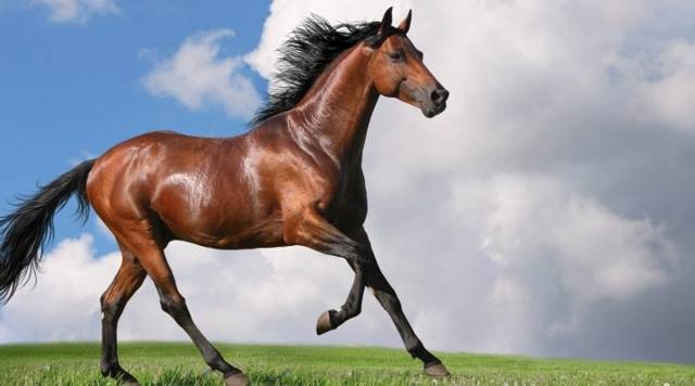 Описание и названия пород лошадей