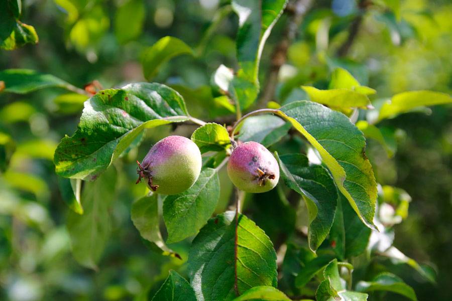 Разгадка, почему яблоня плодоносит через год