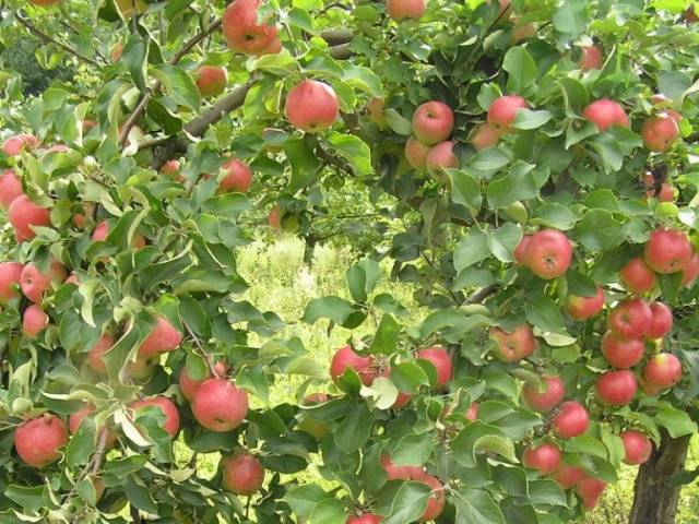 Характеристики и описание сорта яблони веньяминовское, посадка и уход