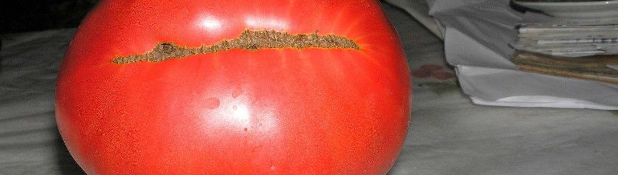 Император огорода – сорт томата «петр первый» f1: описание, фото и особенности выращивания