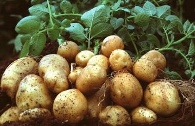 Ранние сорта картофеля: полный список