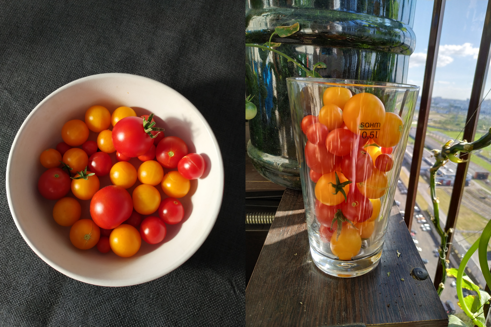 Как посадить и вырастить помидоры на балконе: лучшие сорта и пошаговая инструкция