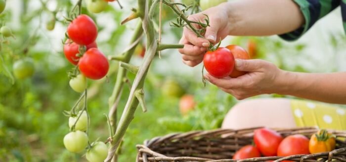Описание сорта томата яблочный липецкий, особенности выращивания и ухода