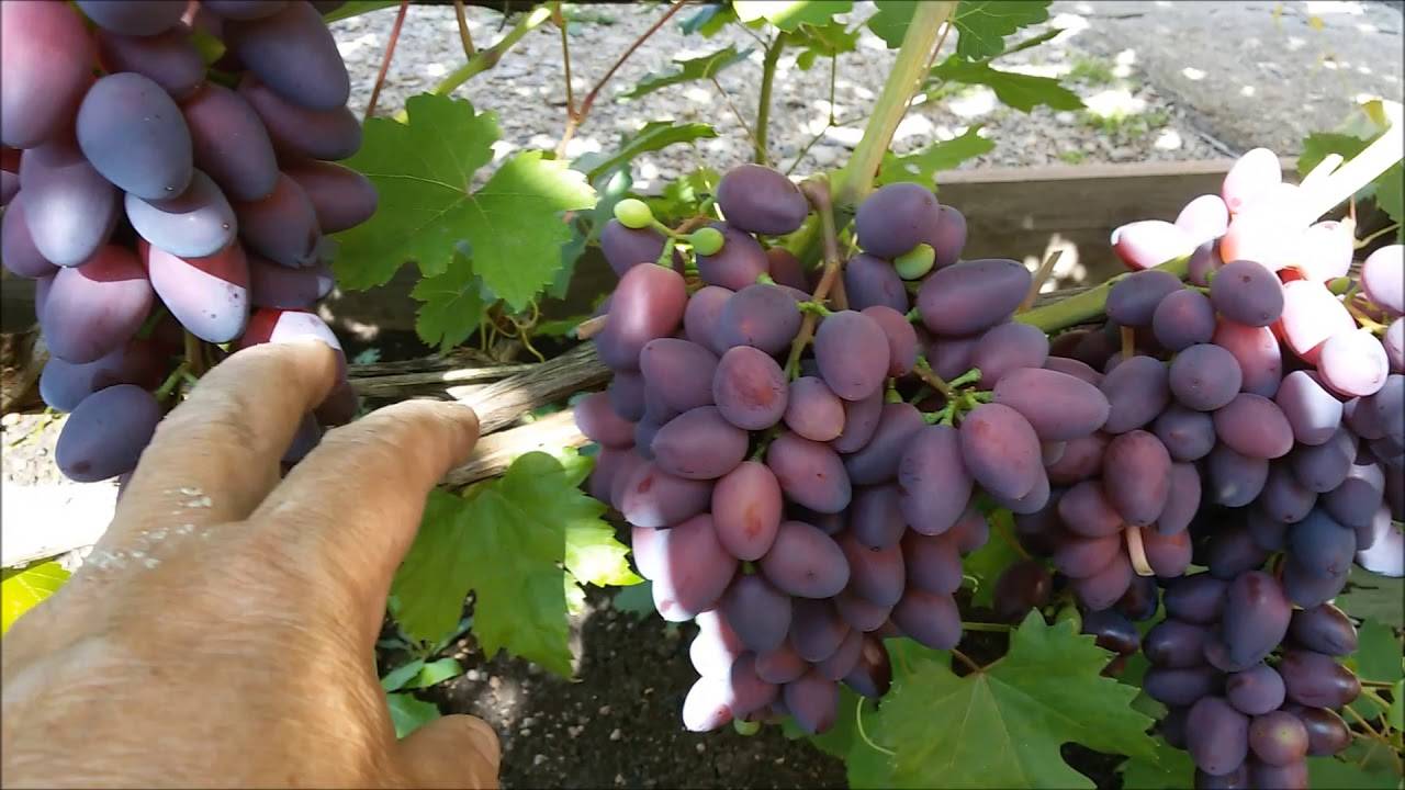 Описание винограда сорта красотка, технология посадки и ухода