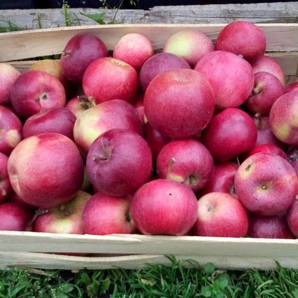 Всё про яблони известного и популярного сорта россошанский