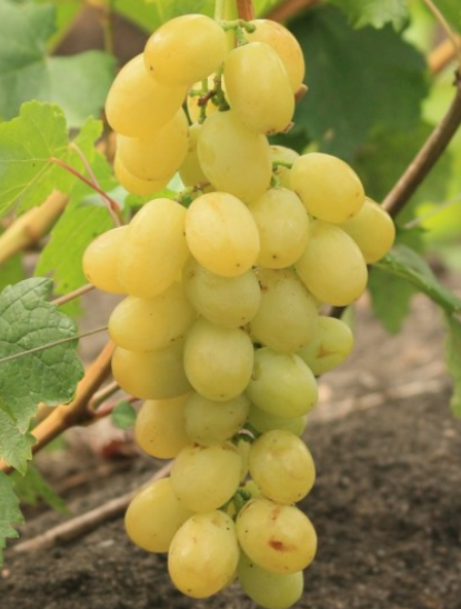 Сорт винограда мариновский – специфика неукрывного выращивания