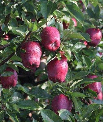 Сорт яблок кандиль орловский: характеристика, описание сорта, посадка и уход