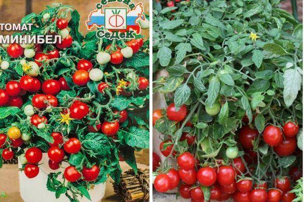 Подарок голландских селекционеров — сорт томатов «бенито f1» и их описание