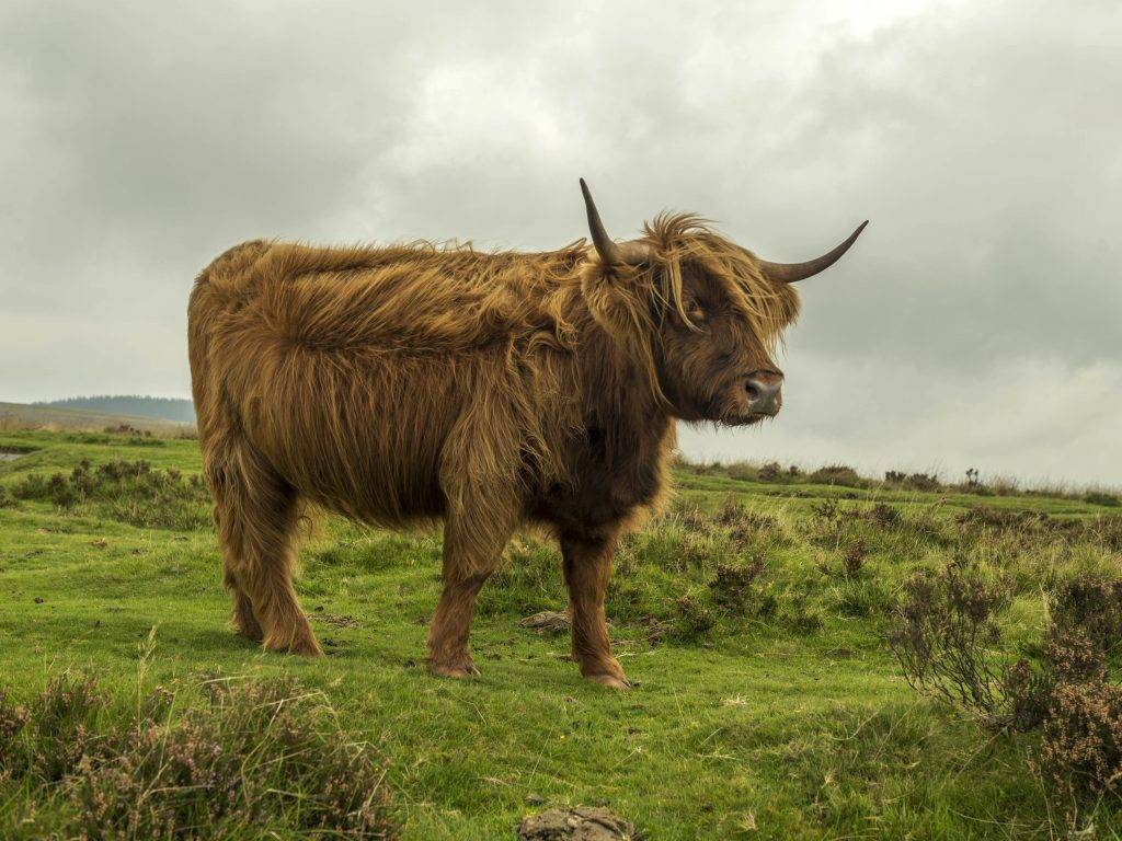 Шотландская корова: особенности породы и уход