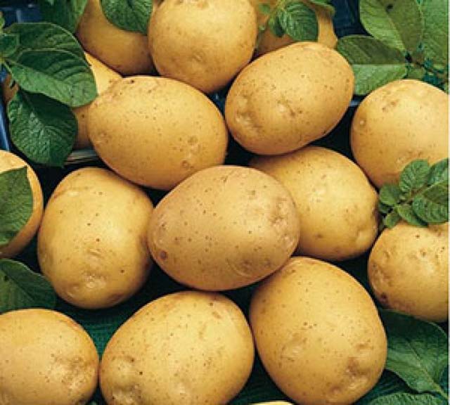 «ильинский» – популярный сорт картофеля