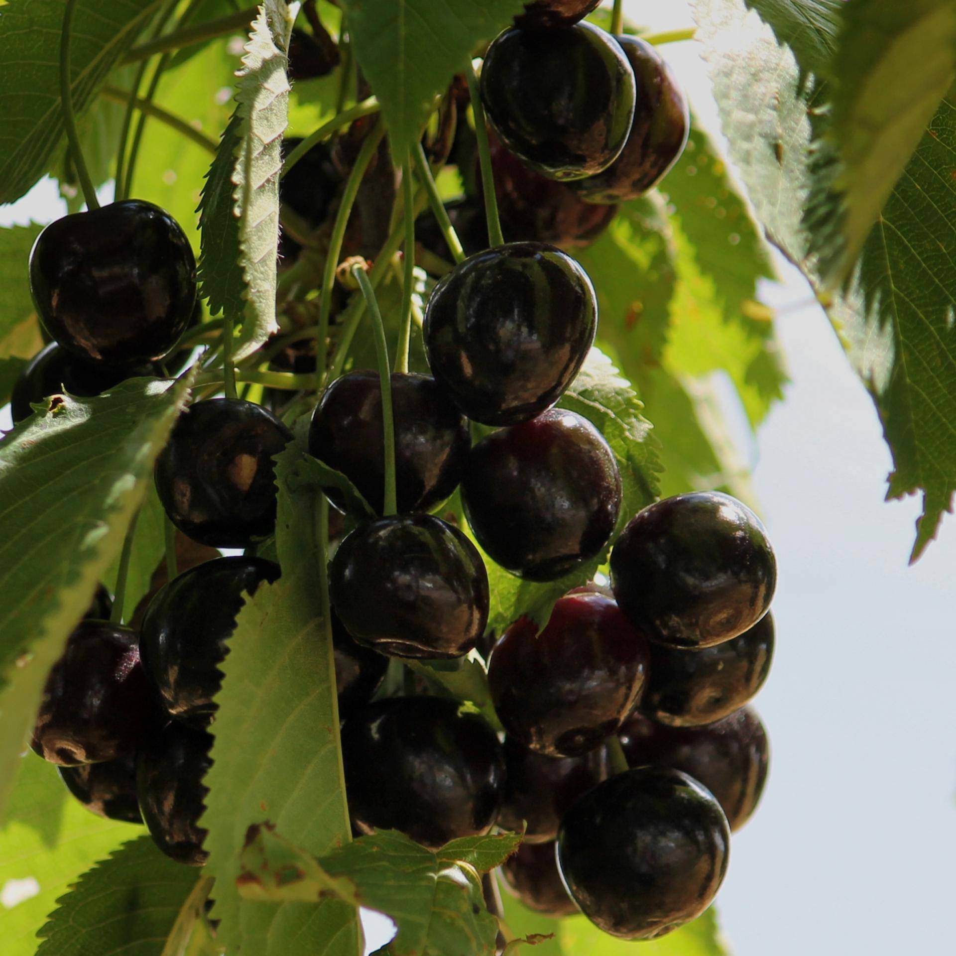 Все нюансы выращивания сорта вишни шоколадница