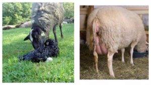 Как проходит беременность немецкой овчарки