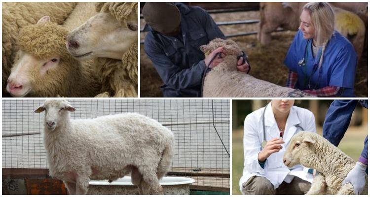 Симптомы и лечение копытной гнили овец в домашних условиях, профилактика