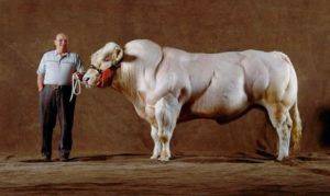 Развитие мясного скотоводства в рф с использованием генетического материала  бельгийской бело-голубой породы крупного рогатого скота