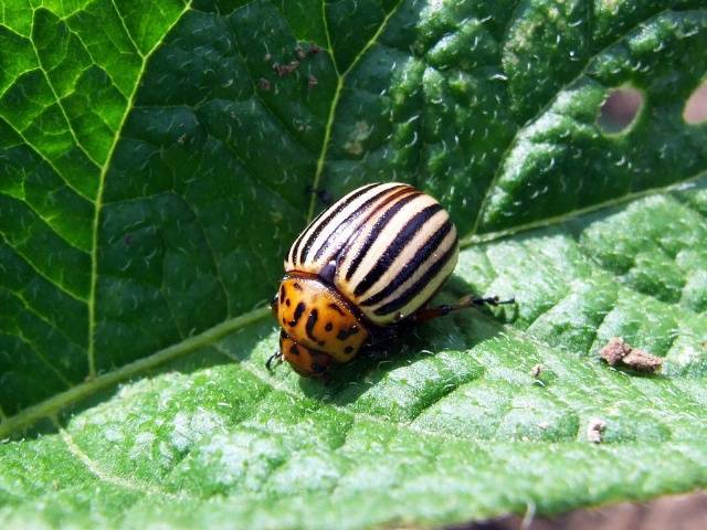 Душистый табак против колорадского жука — что и как делать на огороде