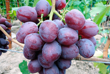 Описание и характеристики сорта винограда Гала, история и тонкости выращивания