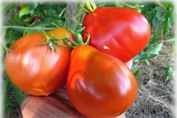 Раннеспелый гибрид томатов примадонна f1: удачное сочетание неприхотливости и высокой урожайности