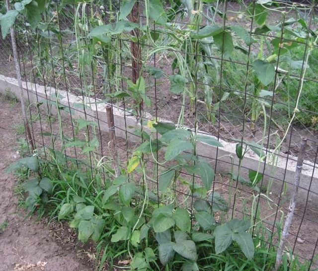 Посадка и выращивание спаржевой фасоли: особенности выращивания