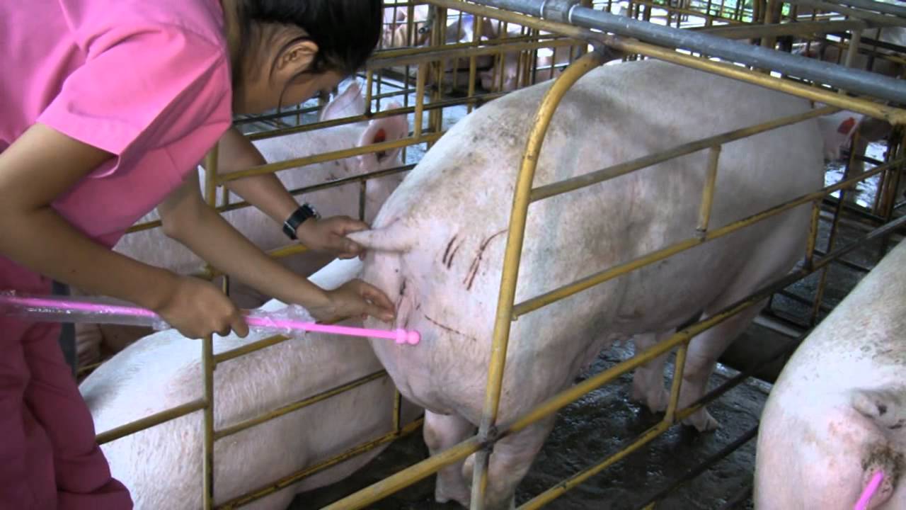 Подготовка к родам свиньи в домашних условиях, календарь опороса и таблица по дате осеменения