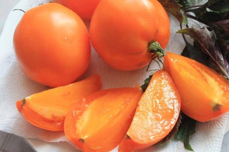 Характеристика и описание сорта томата Южный загар, урожайность