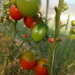 Сорт с аппетитным названием — томат «клубничка»: выращиваем правильно и собираем до 5 кг с куста
