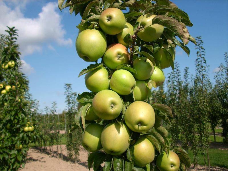 Посадка колоновидных яблонь – основные правила выращивания и ухода