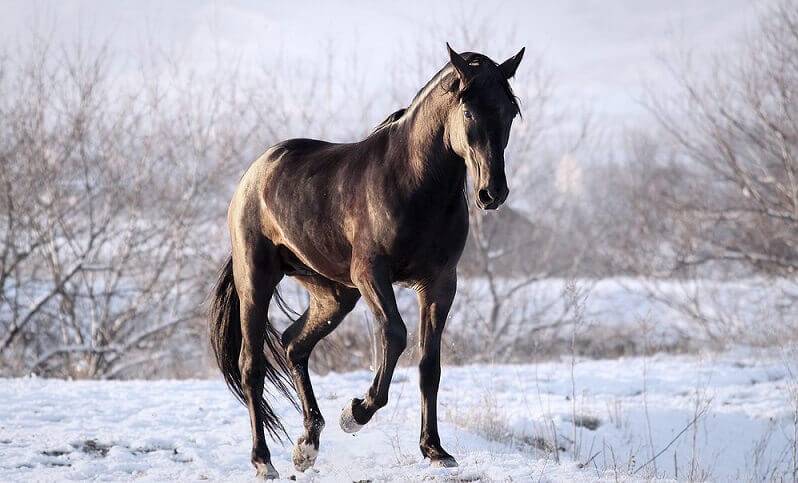 Универсальная порода лошадей карачаевская – настоящий горец