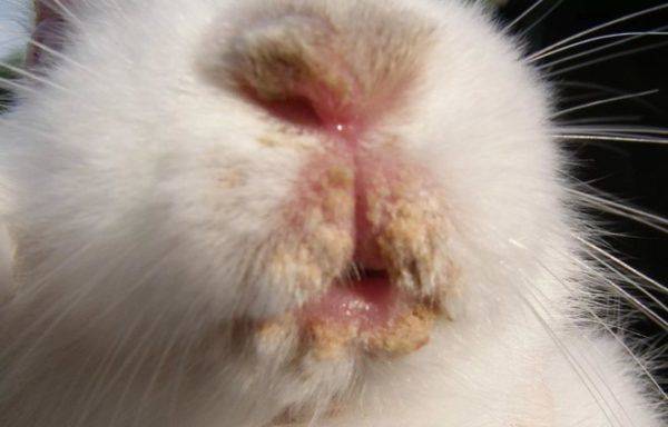 Признаки и лечение болезней у кроликов