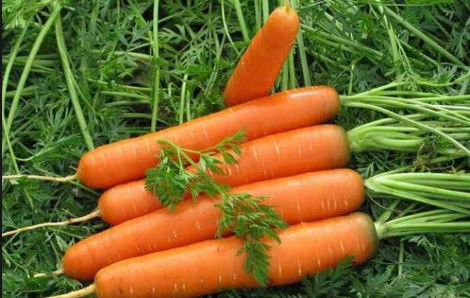 Обработка моркови керосином и гербицидами от сорняков