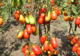 Положительные и отрицательные стороны томата ильди